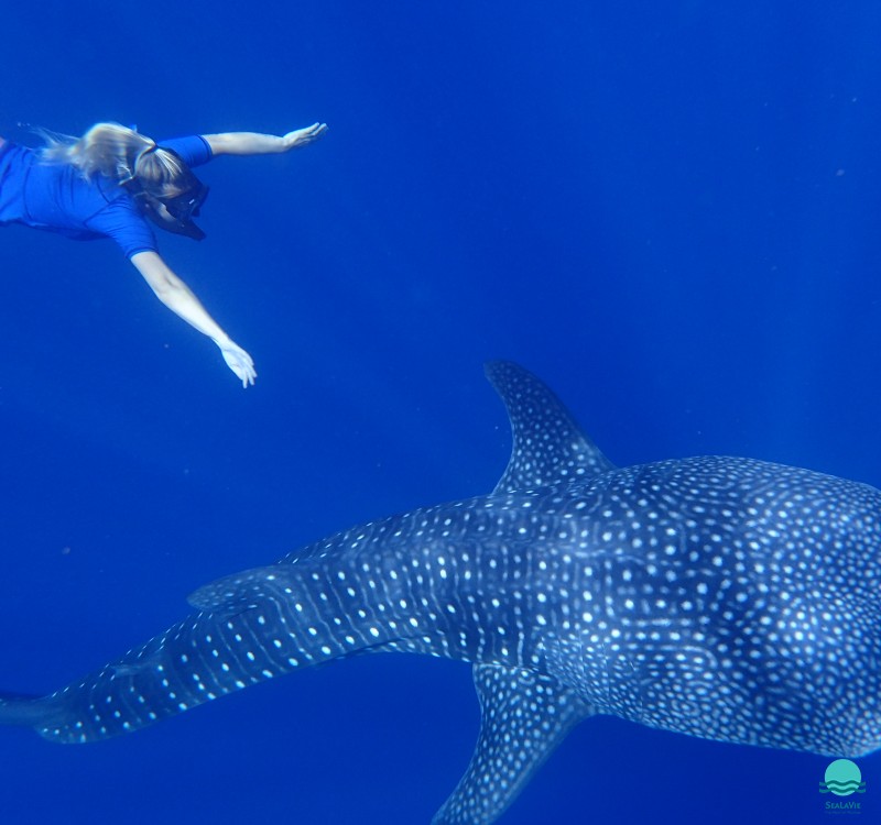 Swimming with Whaleshark